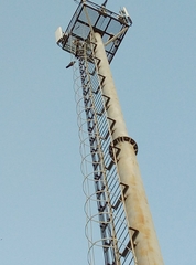 Corvus cornix