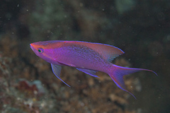 Mirolabrichthys pascalus