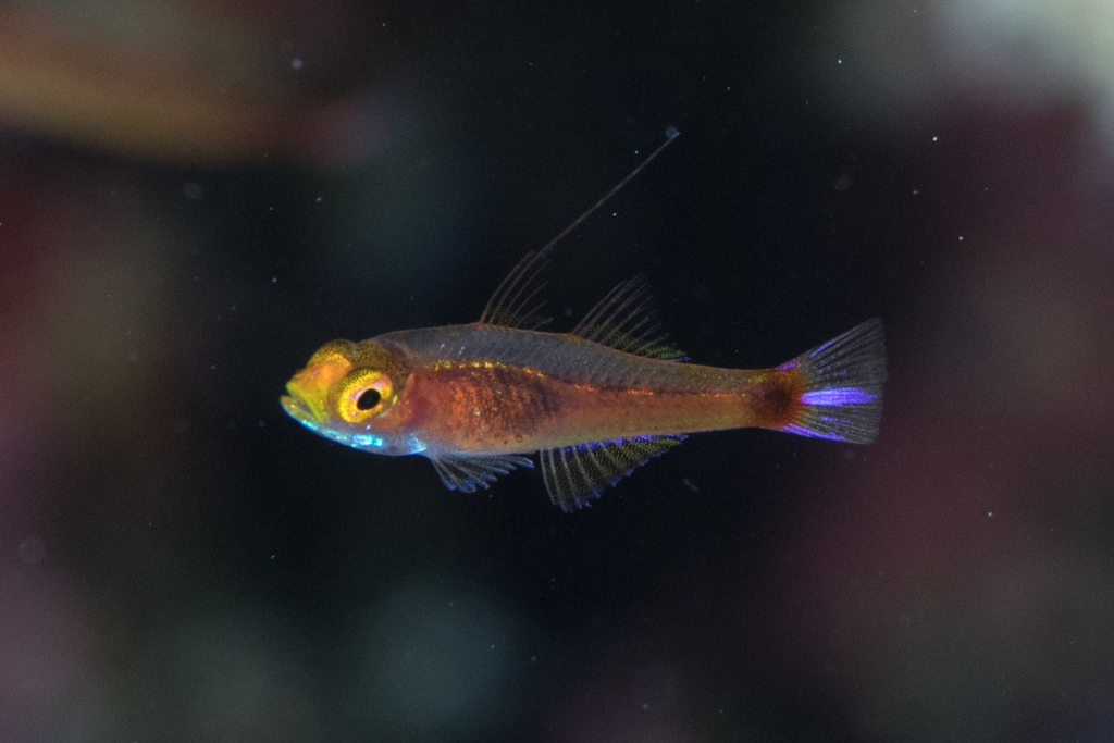 Nasal Dwarfgoby