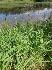 Calopteryx splendens