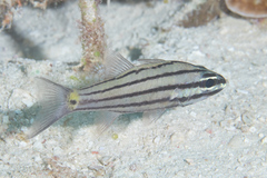 Cheilodipterus isostigma