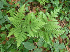 Tectaria angelicifolia