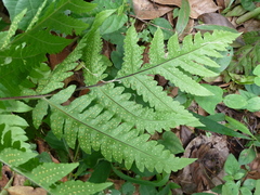 Tectaria angelicifolia
