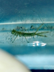 Platycnemis pennipes