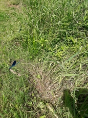 Calopteryx splendens