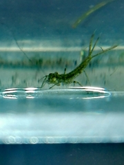 Platycnemis pennipes