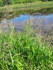 Calopteryx splendens