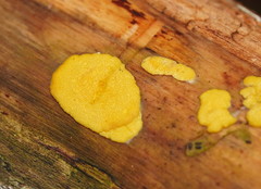 Trichoderma victoriense