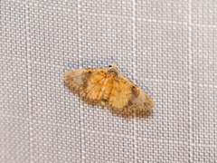 Araeopteron rufescens