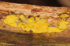 Trichoderma victoriense
