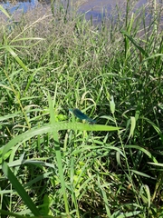 Calopteryx splendens