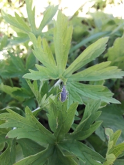 Chlorophanus viridis