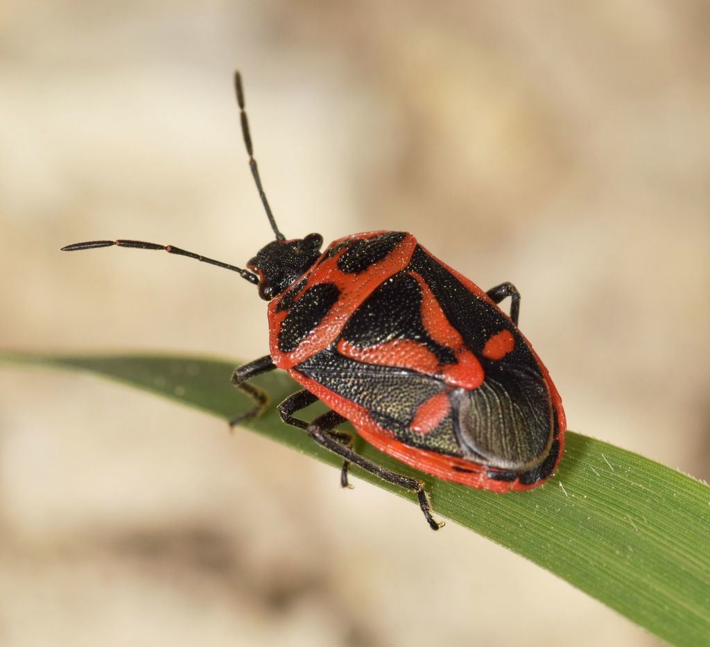 Eurydema rugulosa