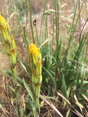 Castilleja levisecta