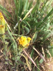 Castilleja levisecta