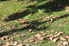 Myiopsitta monachus
