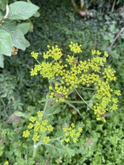 Pastinaca
