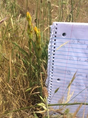 Castilleja levisecta