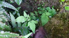 Valeriana flaccidissima