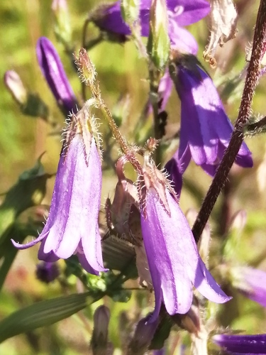 Siberian Bellflower