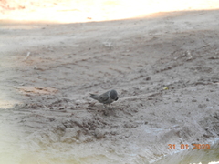 Ptyonoprogne concolor