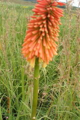 Kniphofia tysonii