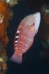 Pseudolabrus luculentus
