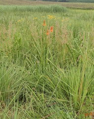 Kniphofia tysonii