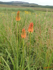 Kniphofia tysonii