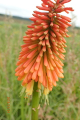 Kniphofia tysonii