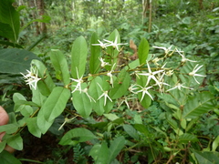 Baissea zygodioides