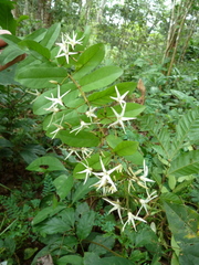 Baissea zygodioides