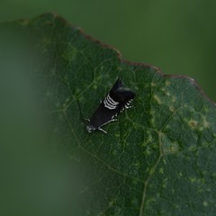 Grapholita compositella