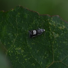 Grapholita compositella