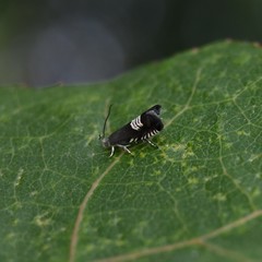 Grapholita compositella