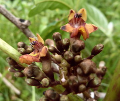 Vitex grandifolia