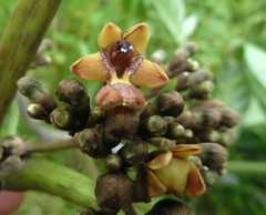 Vitex grandifolia