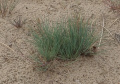 Corynephorus canescens