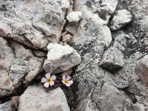 Androsace hausmannii (Androsace hausmannii)