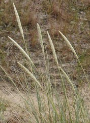 Ammophila arenaria