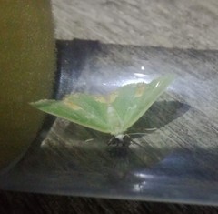 Comibaena bajularia