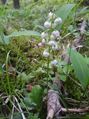 Pyrola media