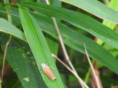 Bothrogonia ferruginea