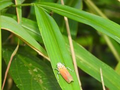 Bothrogonia ferruginea