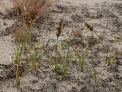 Carex arenaria