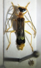 Malthinus flaveolus