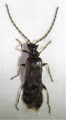 Malthodes brevicollis