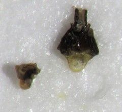 Malthodes brevicollis