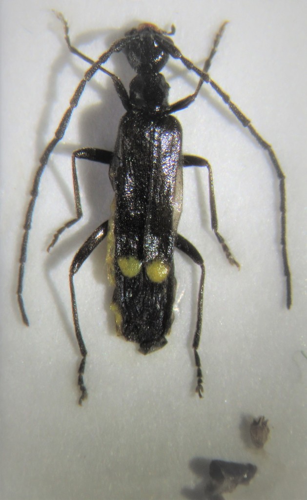 Malthodes flavoguttatus