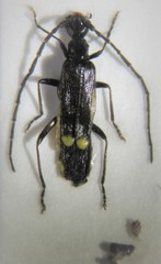 Malthodes flavoguttatus